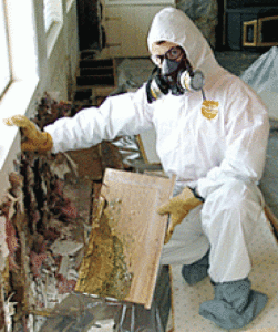 Professional Mold Removal San Francisco