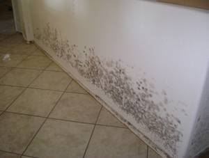 Mold Removal San Francisco