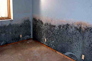 mold infestation