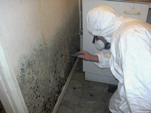 Mold Remediation Tampa