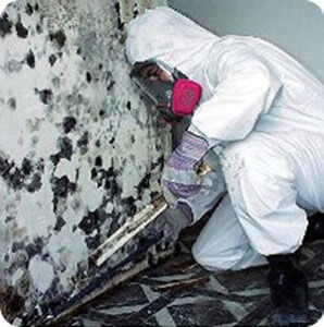 Mold Removal Contractor San Francisco