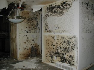 Mold Remediation San Francisco 