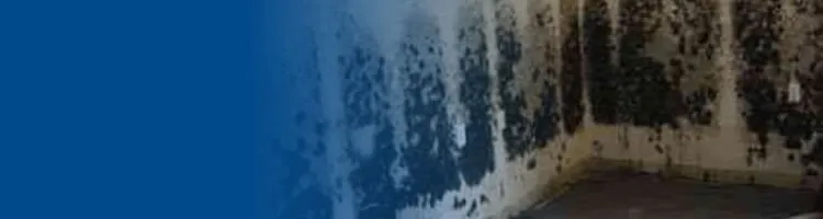 Mold Cleaning